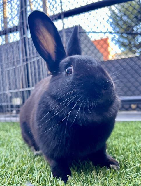 INKY, Adoptable, Young Female Bunny Rabbit.