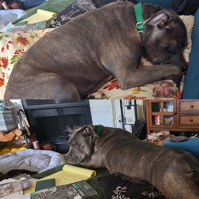 CARMA, Adoptable, Adult Female Pit Bull Terrier.