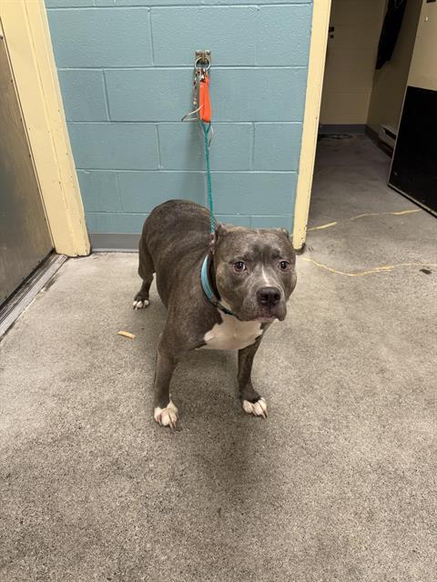 CARMA, Adoptable, Adult Female Pit Bull Terrier.