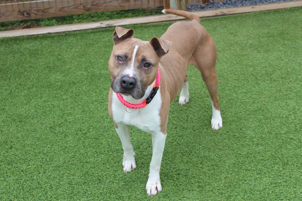 Huxley, a ADOPTABLE Pit Bull Terrier in Chestertown, MD image 1/3