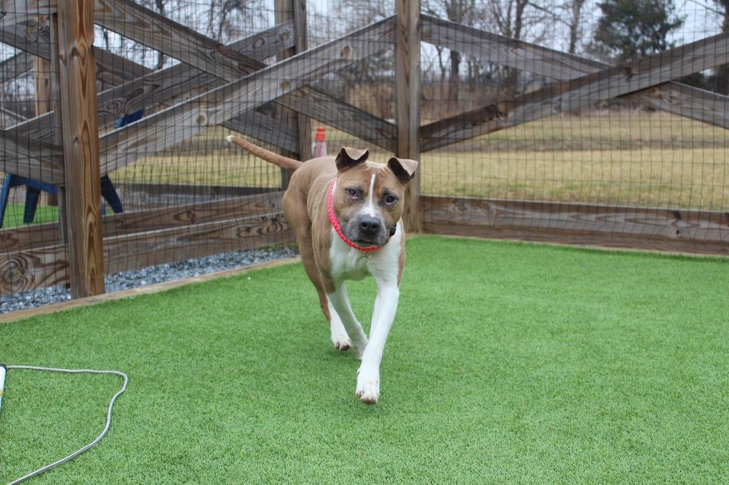 Huxley, a ADOPTABLE Pit Bull Terrier in Chestertown, MD image 2/3
