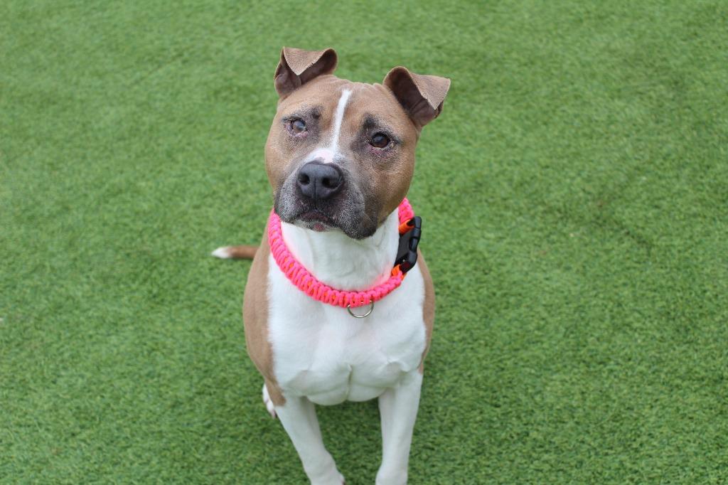 Huxley, a ADOPTABLE Pit Bull Terrier in Chestertown, MD image 3/3