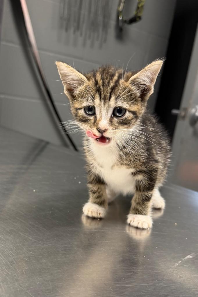 Pearly, Adoptable, Kitten Female Domestic Short Hair.