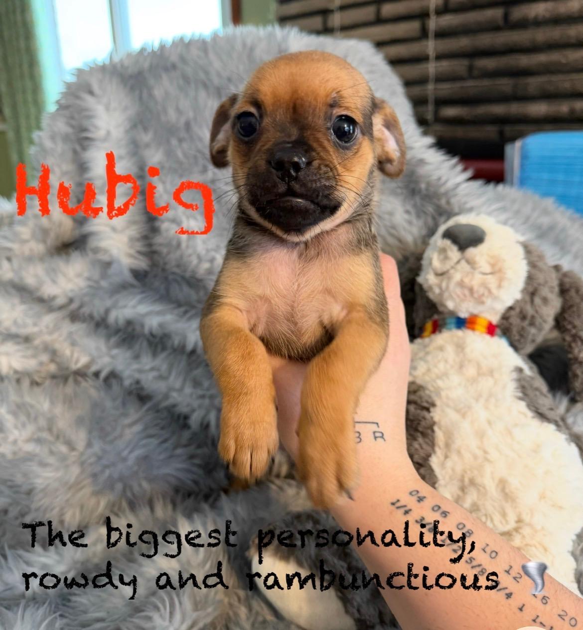 Enlarge Male Pug/Min Pin Pups, a Adoptable mixed breed in Pawcatuck , CT image 2/6