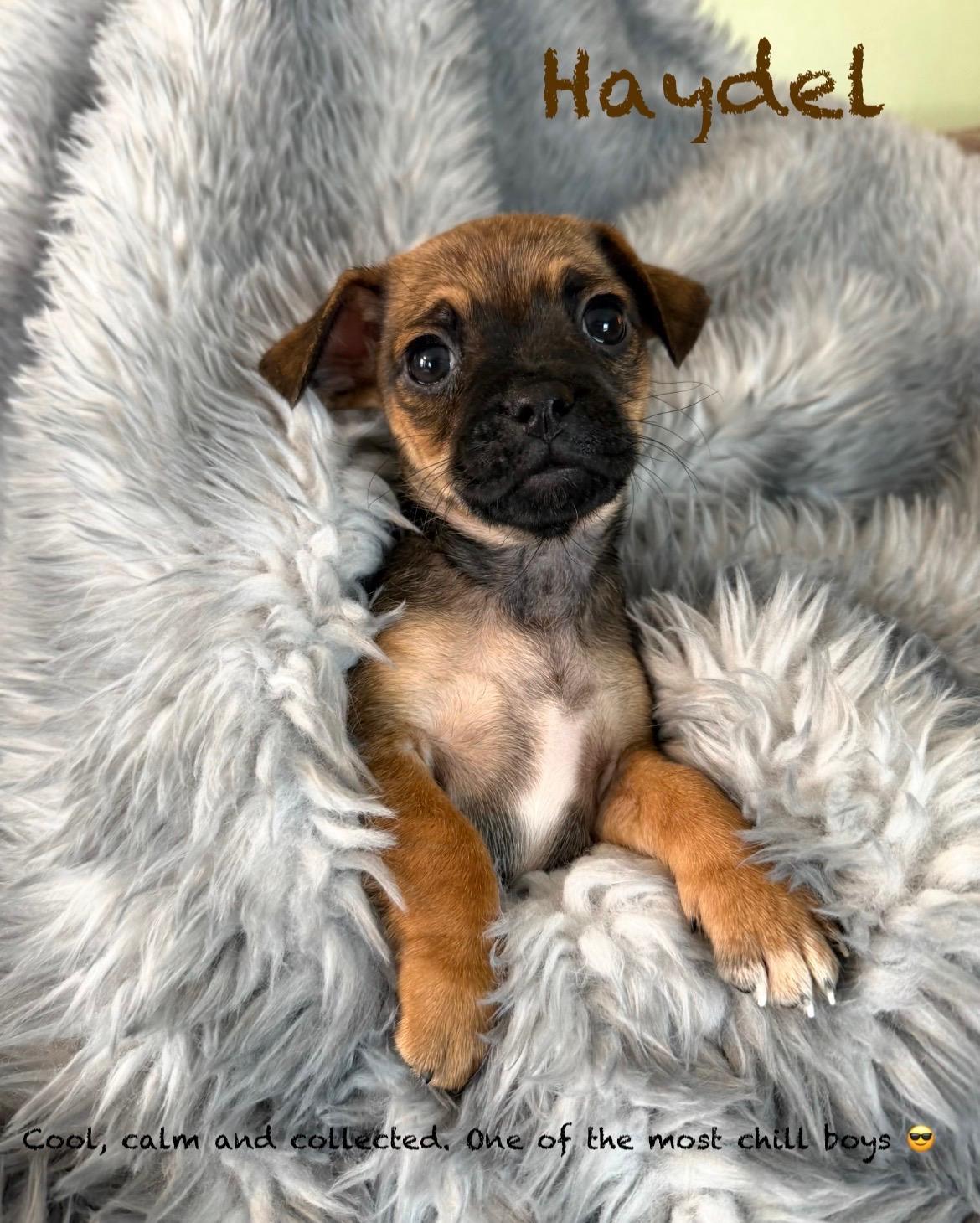 Enlarge Male Pug/Min Pin Pups, a Adoptable mixed breed in Pawcatuck , CT image 6/6