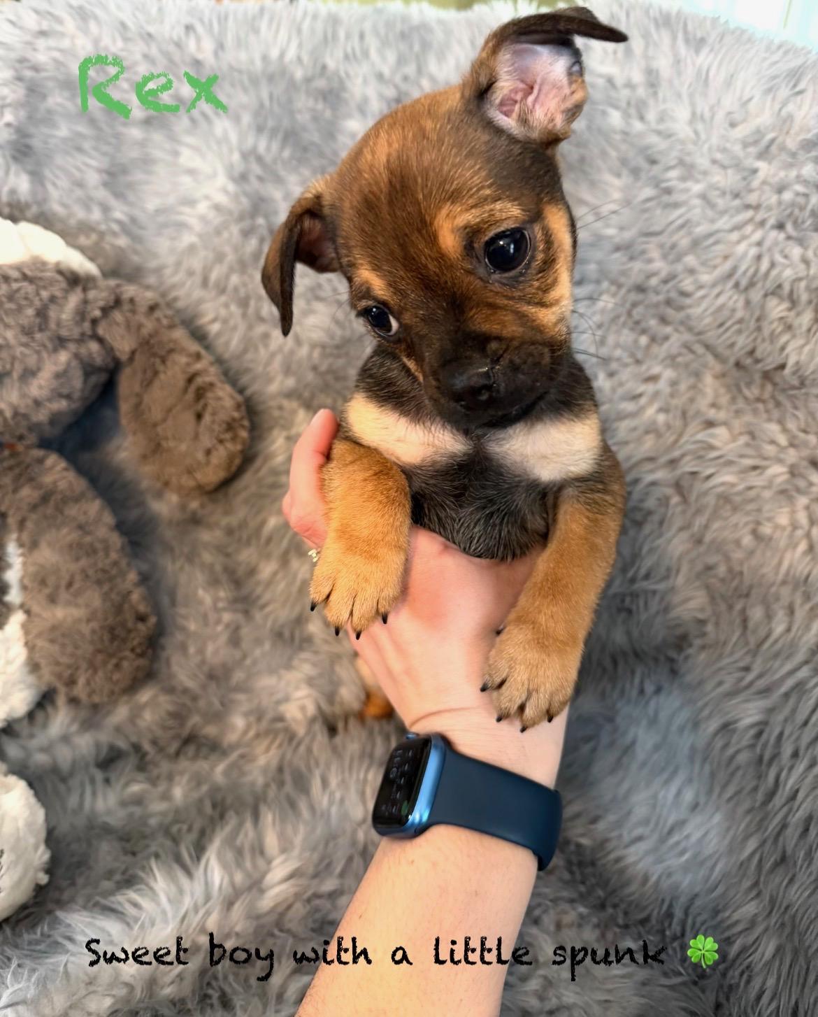Enlarge Male Pug/Min Pin Pups, a Adoptable mixed breed in Pawcatuck , CT image 4/6