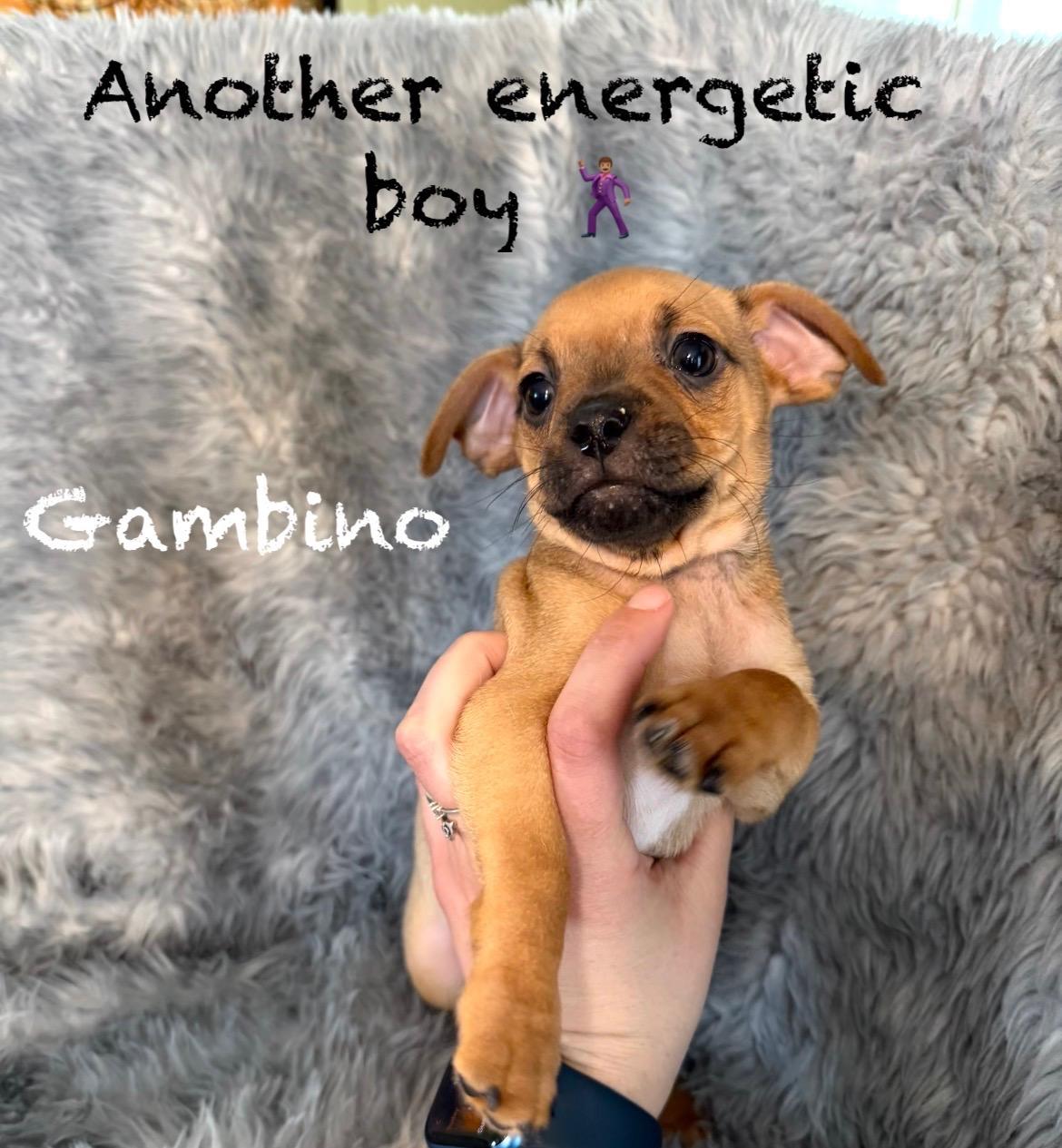 Enlarge Male Pug/Min Pin Pups, a Adoptable mixed breed in Pawcatuck , CT image 3/6