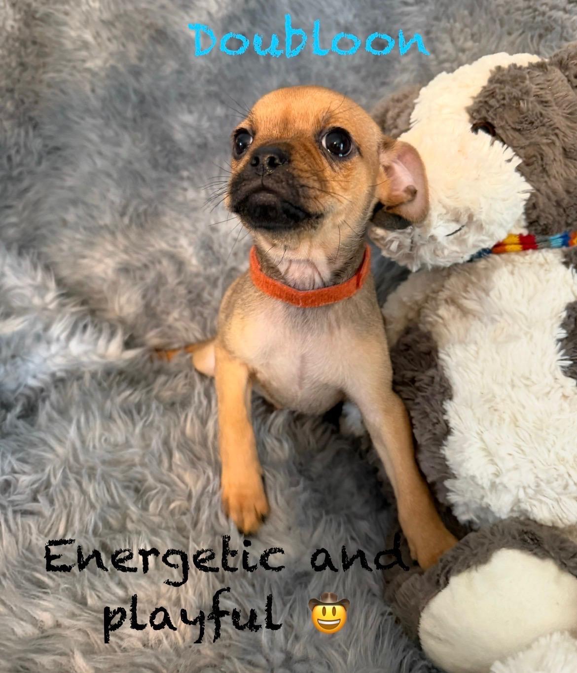 Enlarge Male Pug/Min Pin Pups, a Adoptable mixed breed in Pawcatuck , CT image 1/6