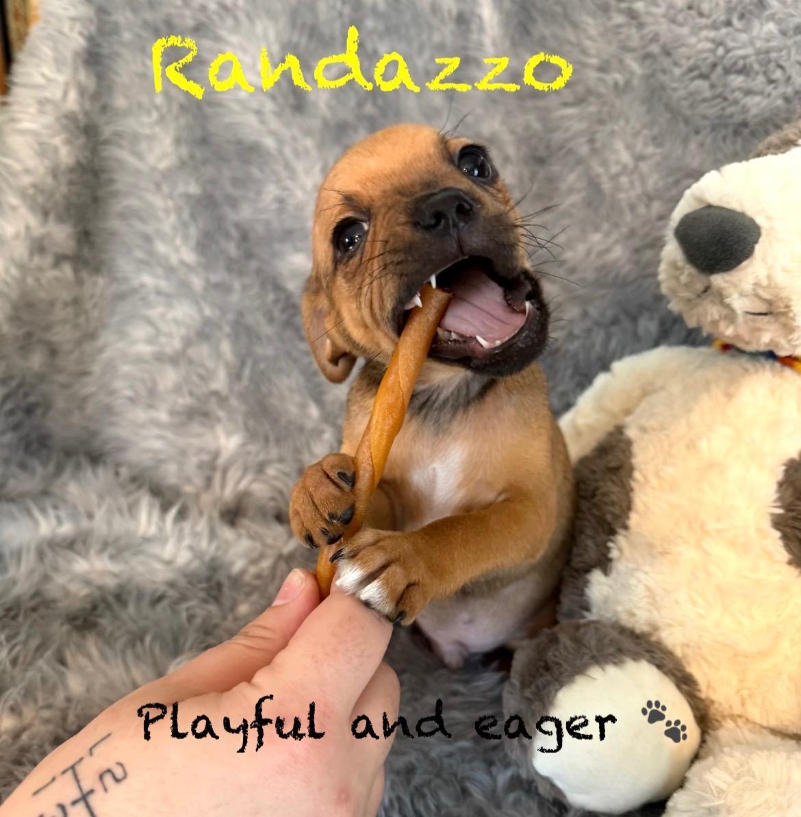 Enlarge Male Pug/Min Pin Pups, a Adoptable mixed breed in Pawcatuck , CT image 5/6