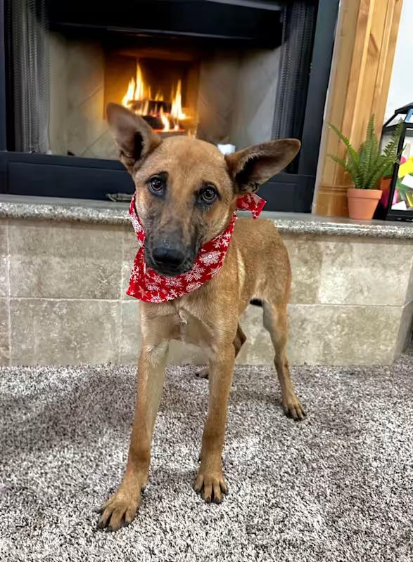 Enlarge Harley, a ADOPTABLE mixed breed in Temecula, CA image 1/2