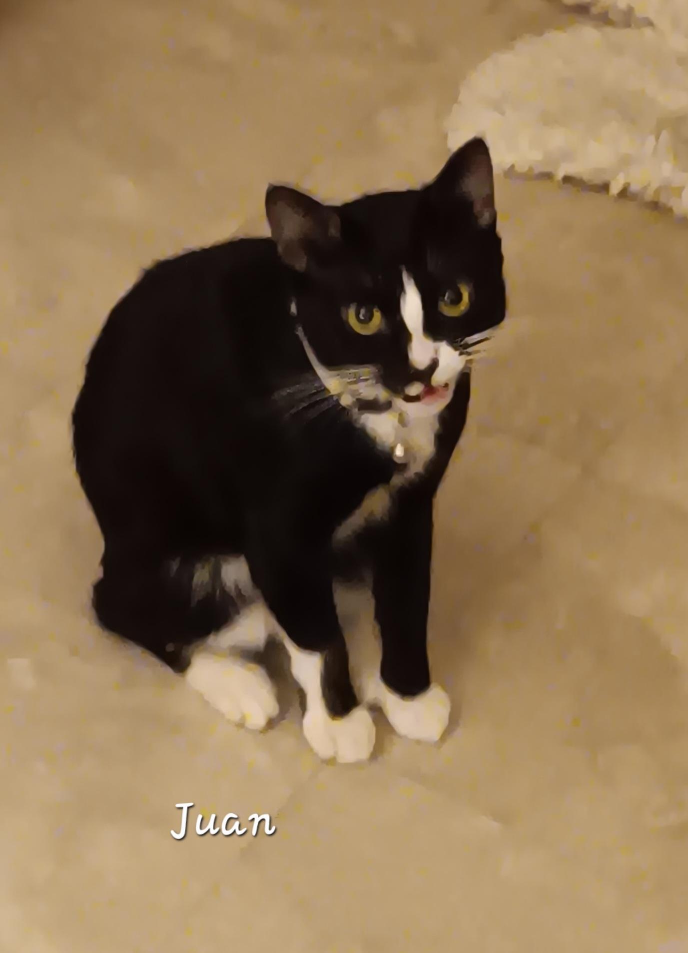 Enlarge Juan, a ADOPTABLE Domestic Short Hair in Redondo Beach, CA image 3/5