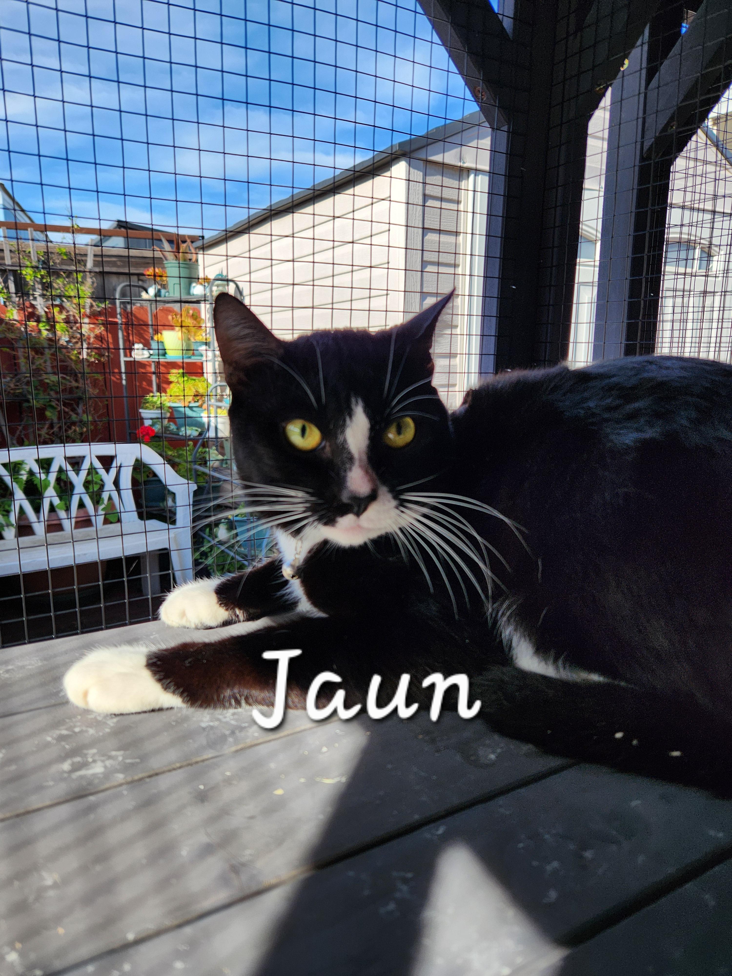 Enlarge Juan, a ADOPTABLE Domestic Short Hair in Redondo Beach, CA image 2/5