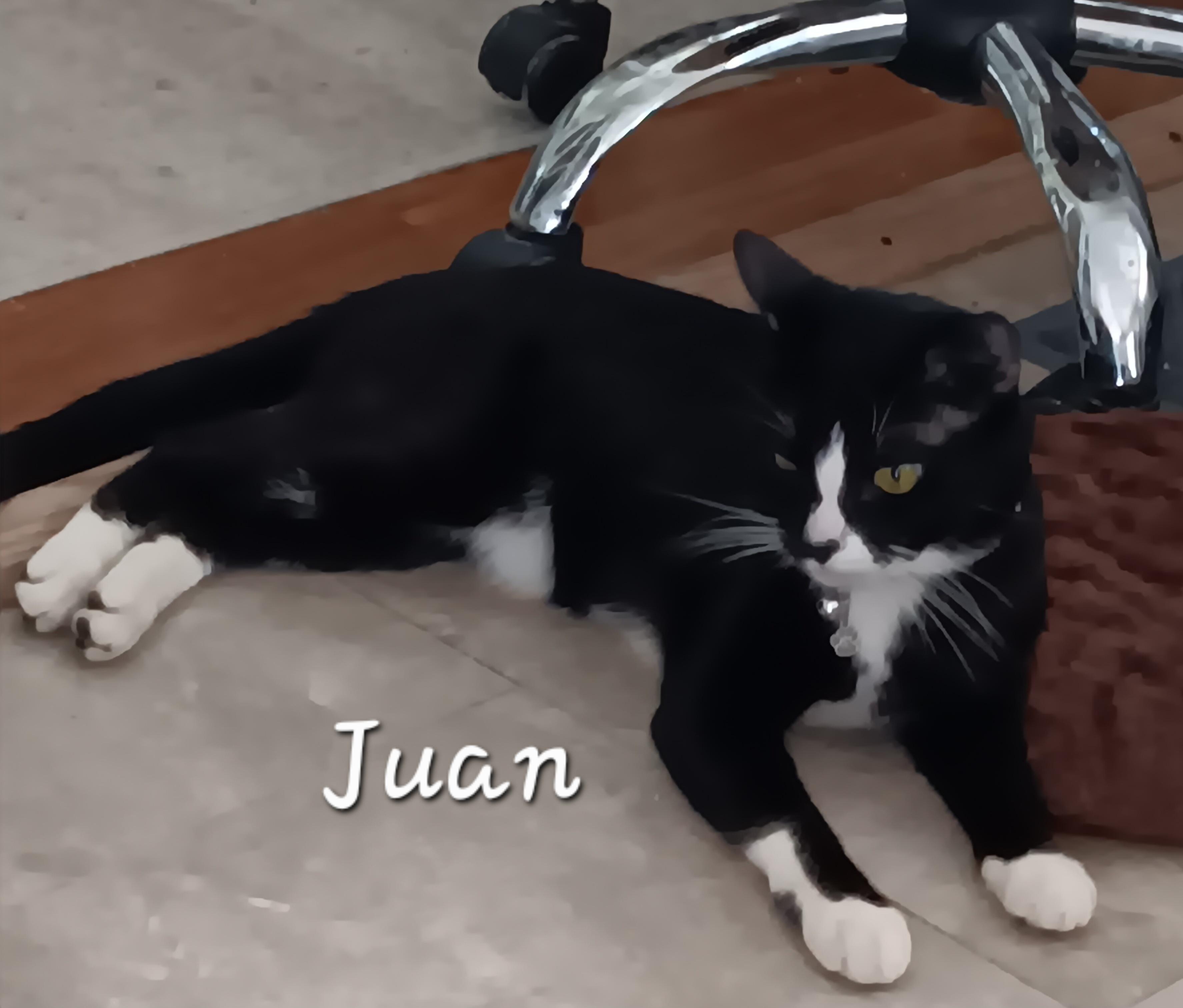 Enlarge Juan, a ADOPTABLE Domestic Short Hair in Redondo Beach, CA image 1/5