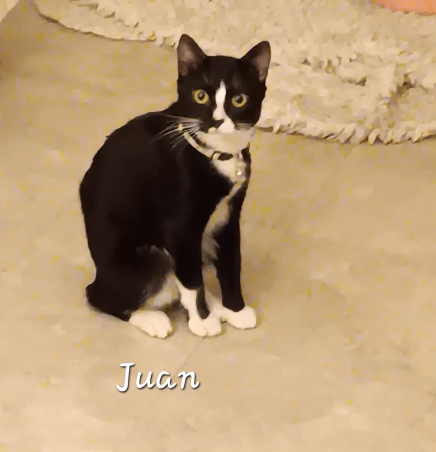 Enlarge Juan, a ADOPTABLE Domestic Short Hair in Redondo Beach, CA image 4/5