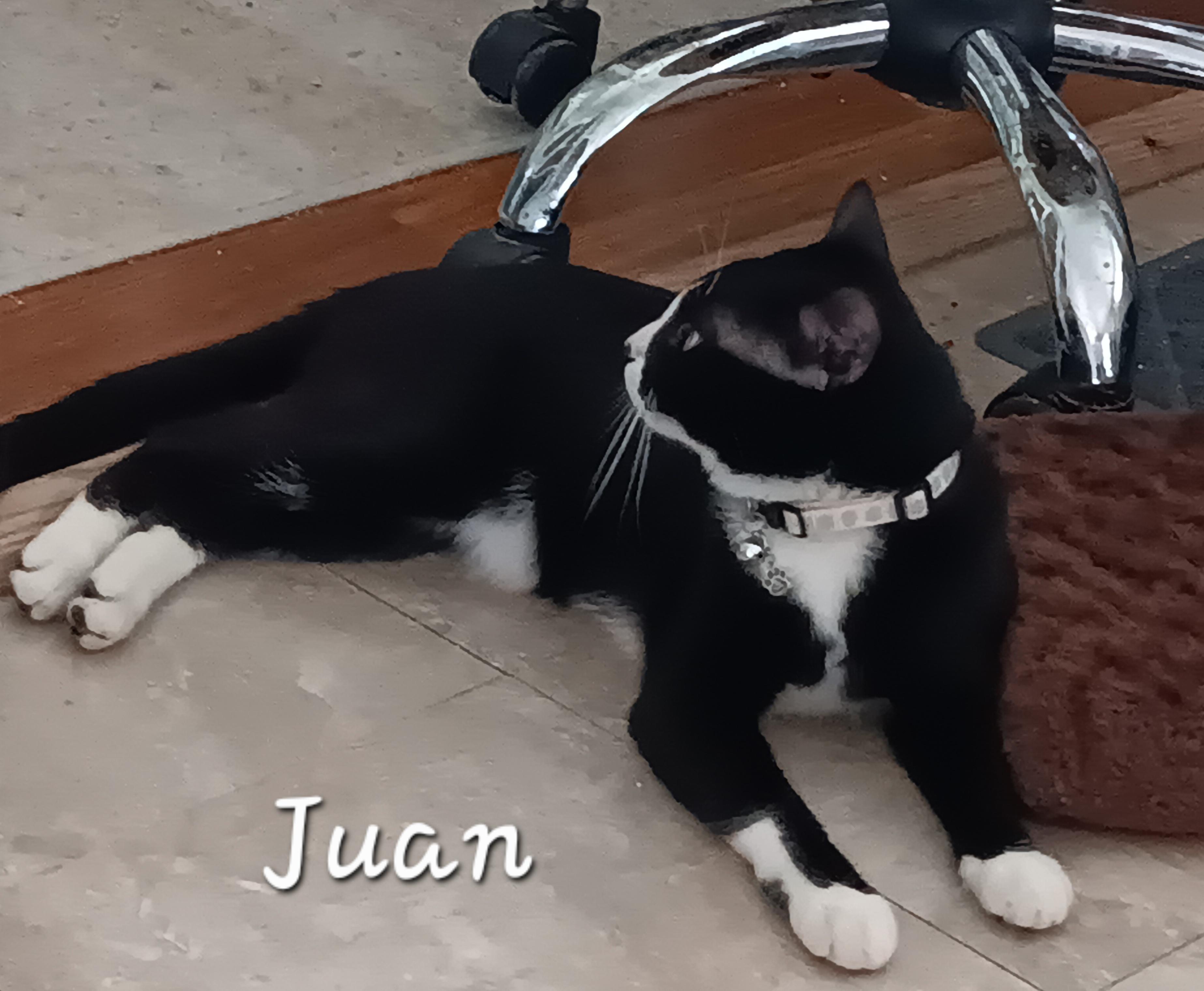 Enlarge Juan, a ADOPTABLE Domestic Short Hair in Redondo Beach, CA image 5/5