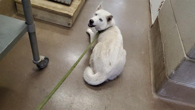 OSA, Adoptable, Young Female Husky.