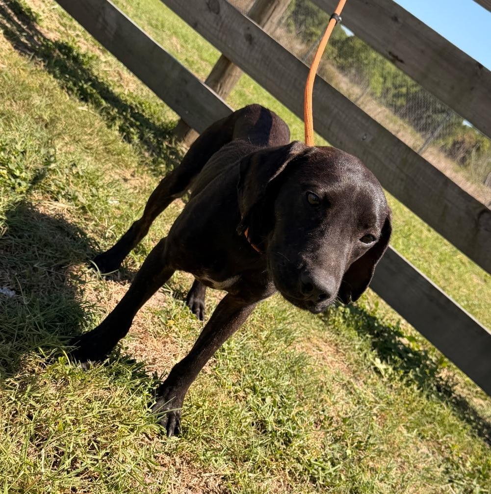 Enlarge Wags, a Adopted mixed breed in Wauchula, FL image 1/1