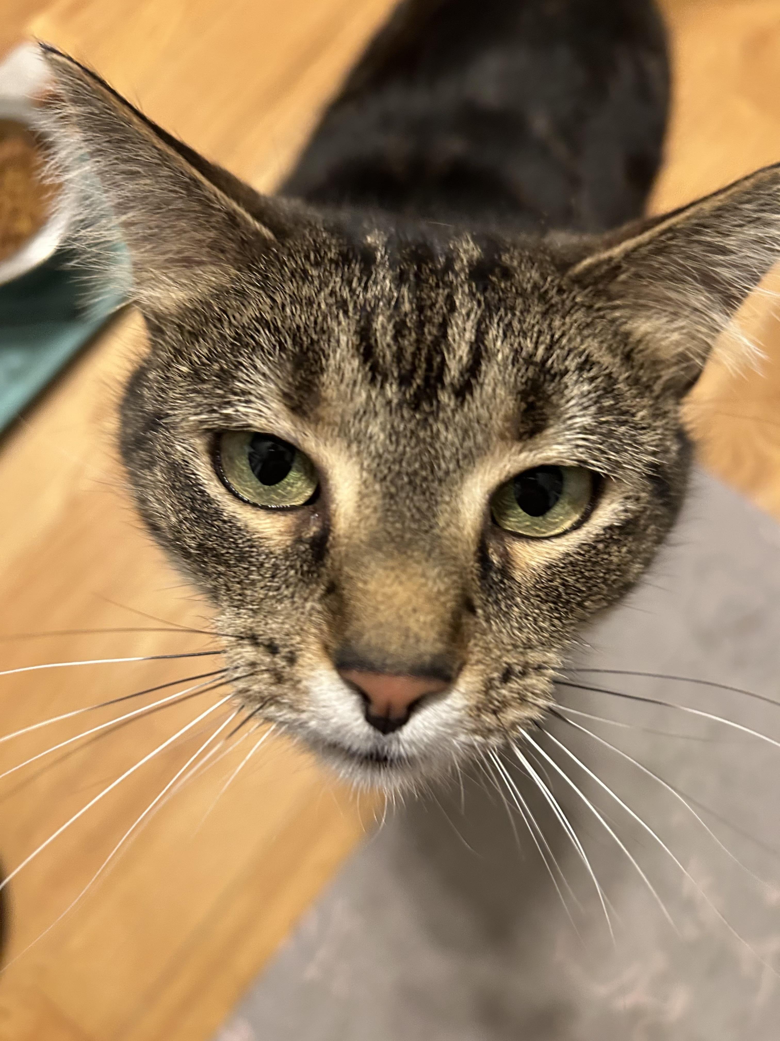 Tortle, adopted, Adult Female Domestic Short Hair.