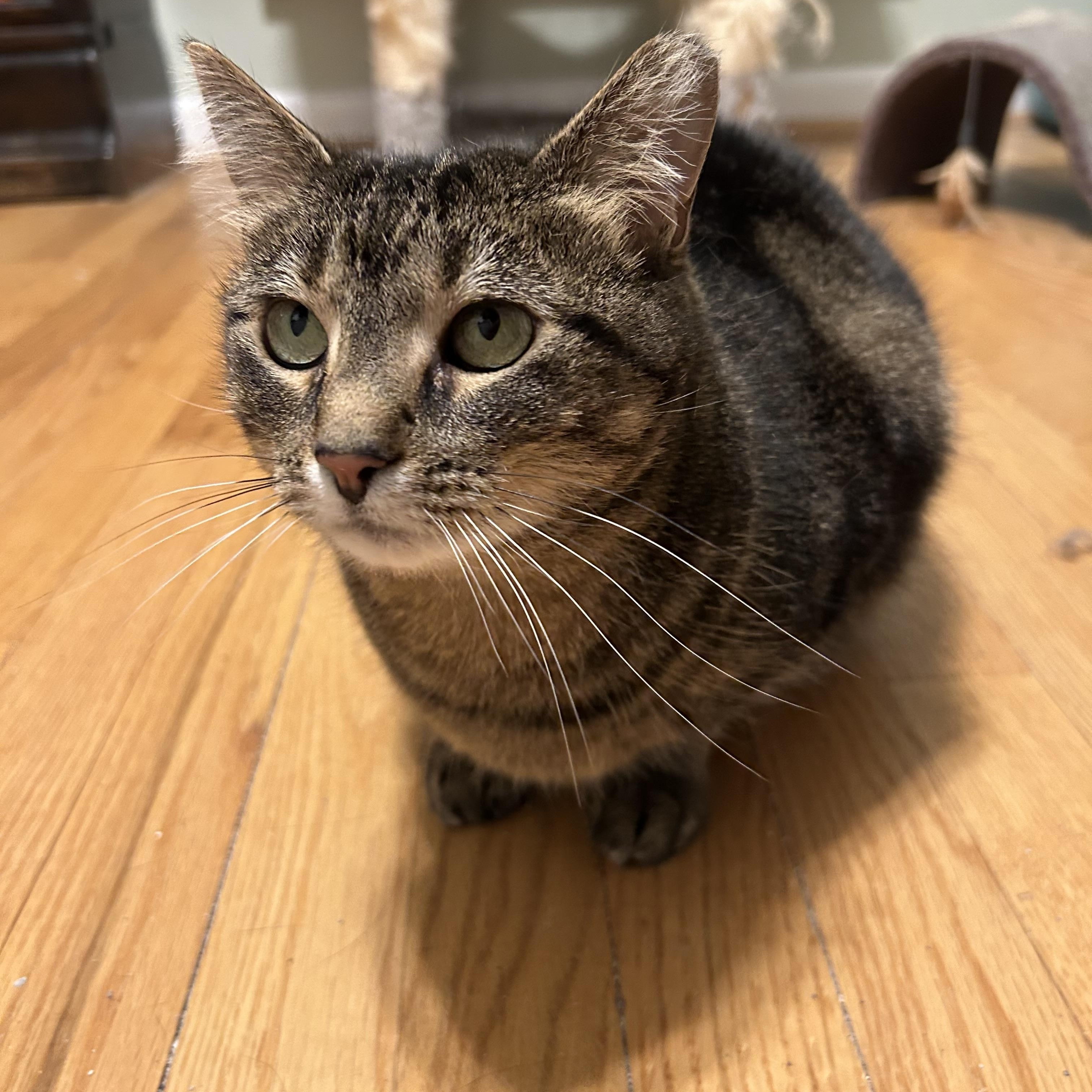 Enlarge Tortle, an adopted Domestic Short Hair in Alexandria, VA image 3/3