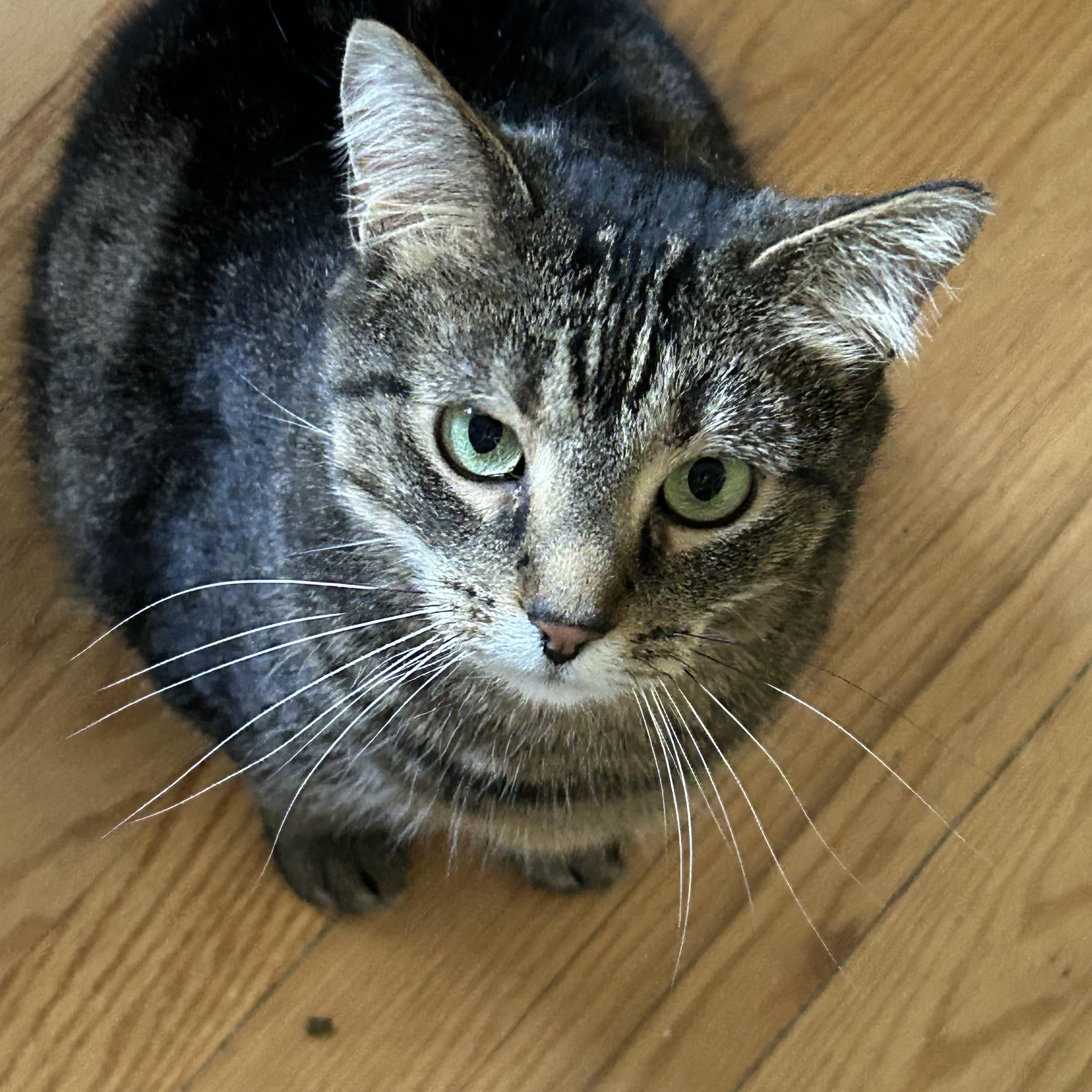 Enlarge Tortle, an adopted Domestic Short Hair in Alexandria, VA image 2/3