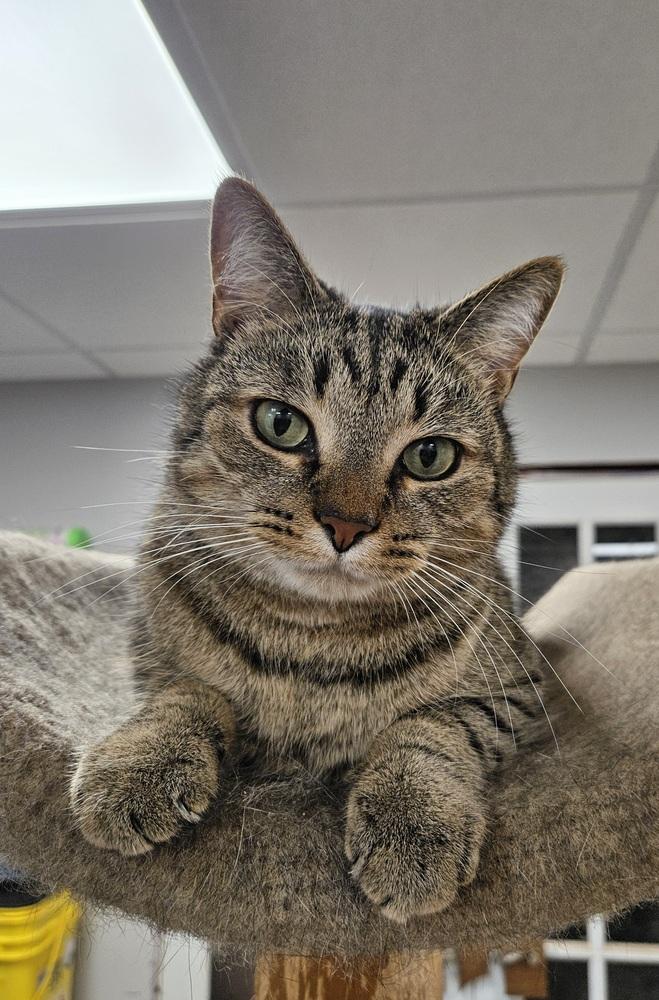AG aka Amazing Grace, Adoptable, Adult Male Domestic Short Hair & Tabby.