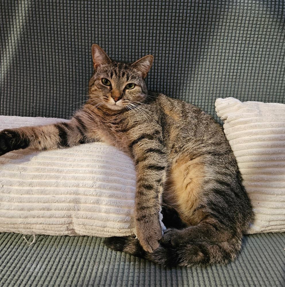 AG aka Amazing Grace, a Adoptable mixed breed in Greensboro, NC image 3/5