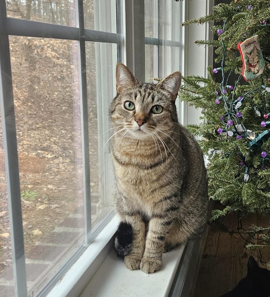 AG aka Amazing Grace, a Adoptable mixed breed in Greensboro, NC image 4/5