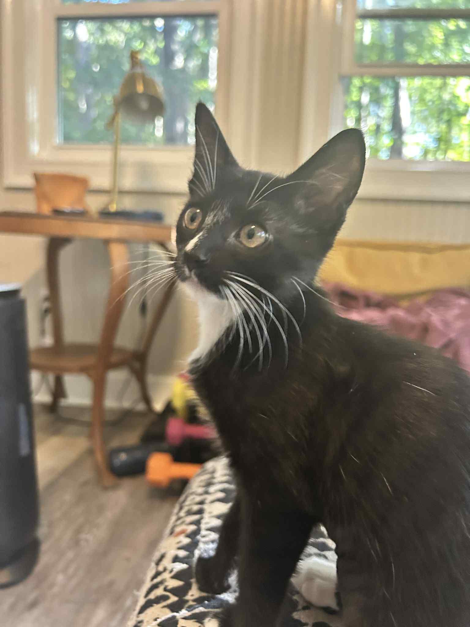 Enlarge Anakin, a Adopted Domestic Short Hair in Mount Pleasant, SC image 1/2