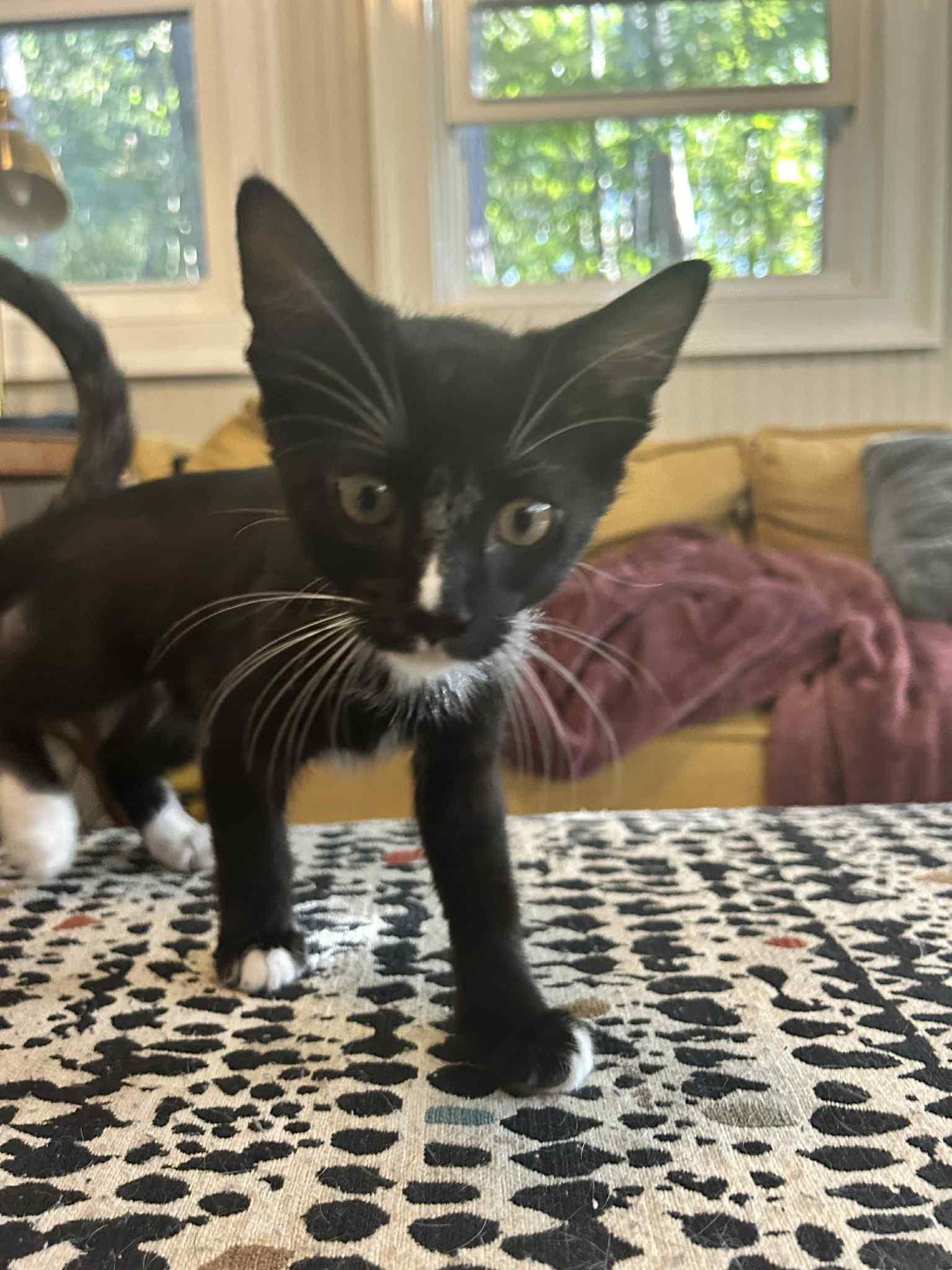 Enlarge Anakin, a Adopted Domestic Short Hair in Mount Pleasant, SC image 2/2