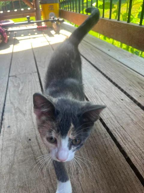 Enlarge Clover, a Adopted Domestic Short Hair in Peach Bottom, PA image 2/2
