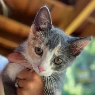 Clover, Adopted, Kitten Female Domestic Short Hair.