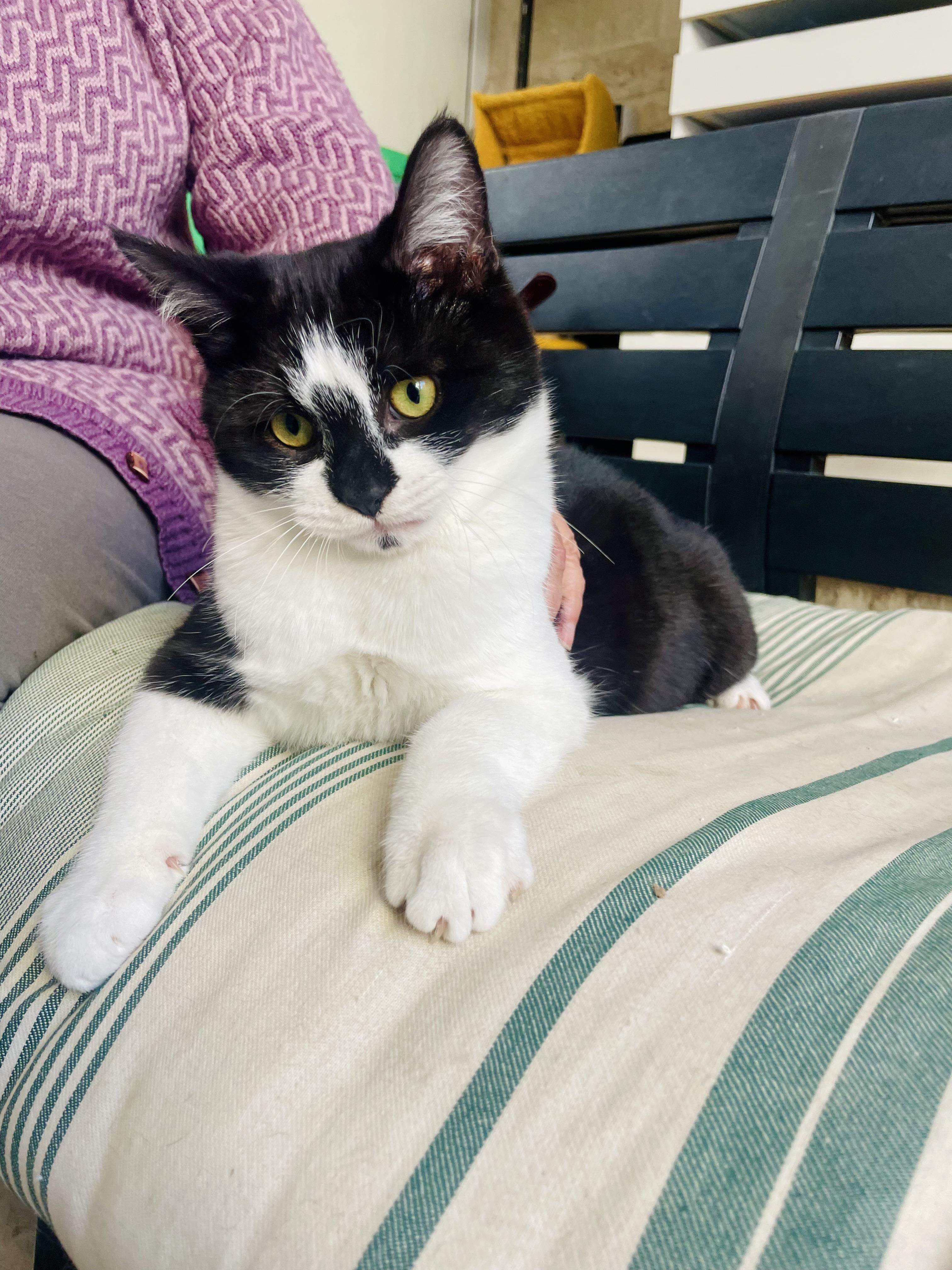 Enlarge Pousa, a Kitten That Will Make You Smile, a ADOPTABLE mixed breed in Somerset, NJ image 3/6