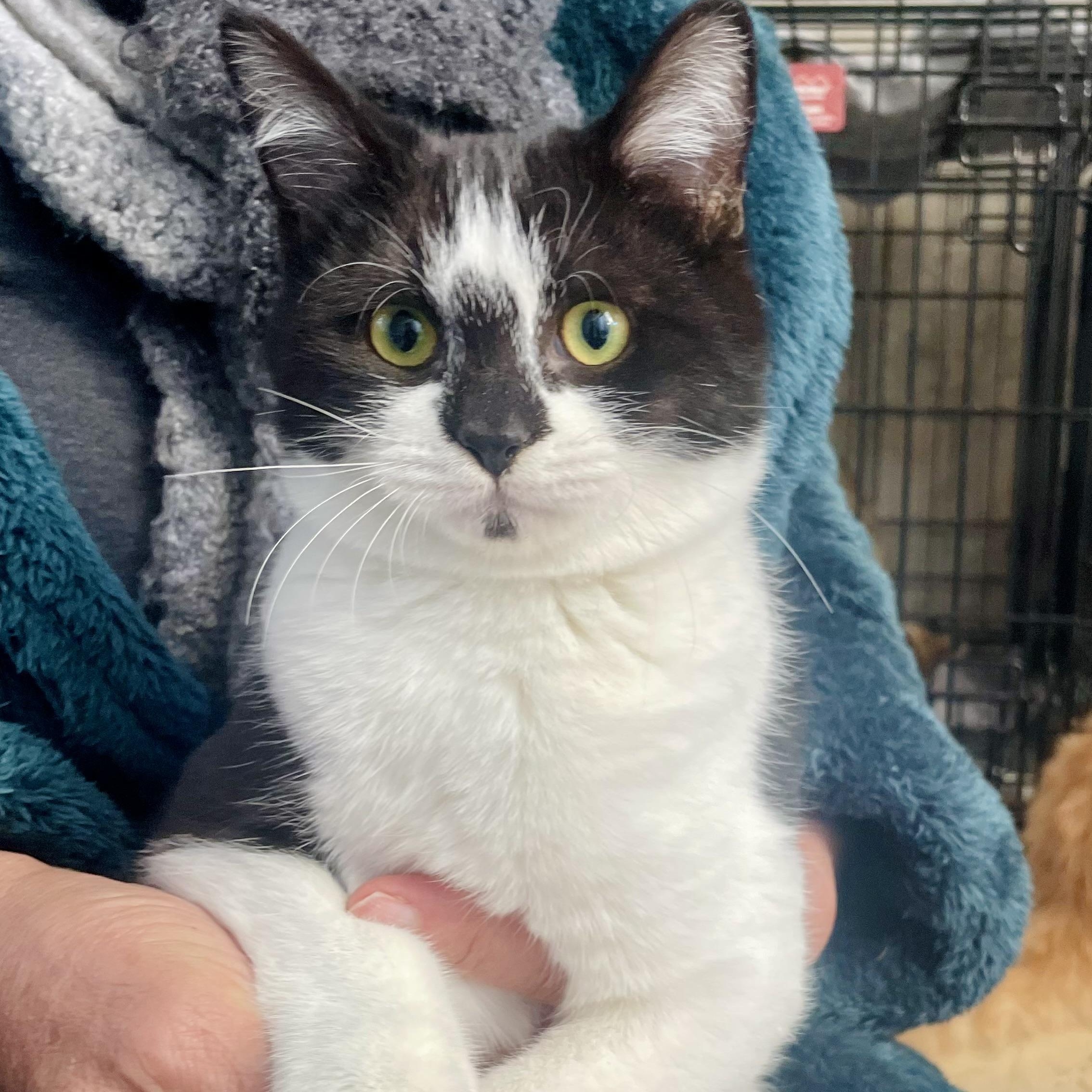 Pousa, a Kitten That Will Make You Smile, ADOPTABLE, Young Male Domestic Short Hair.
