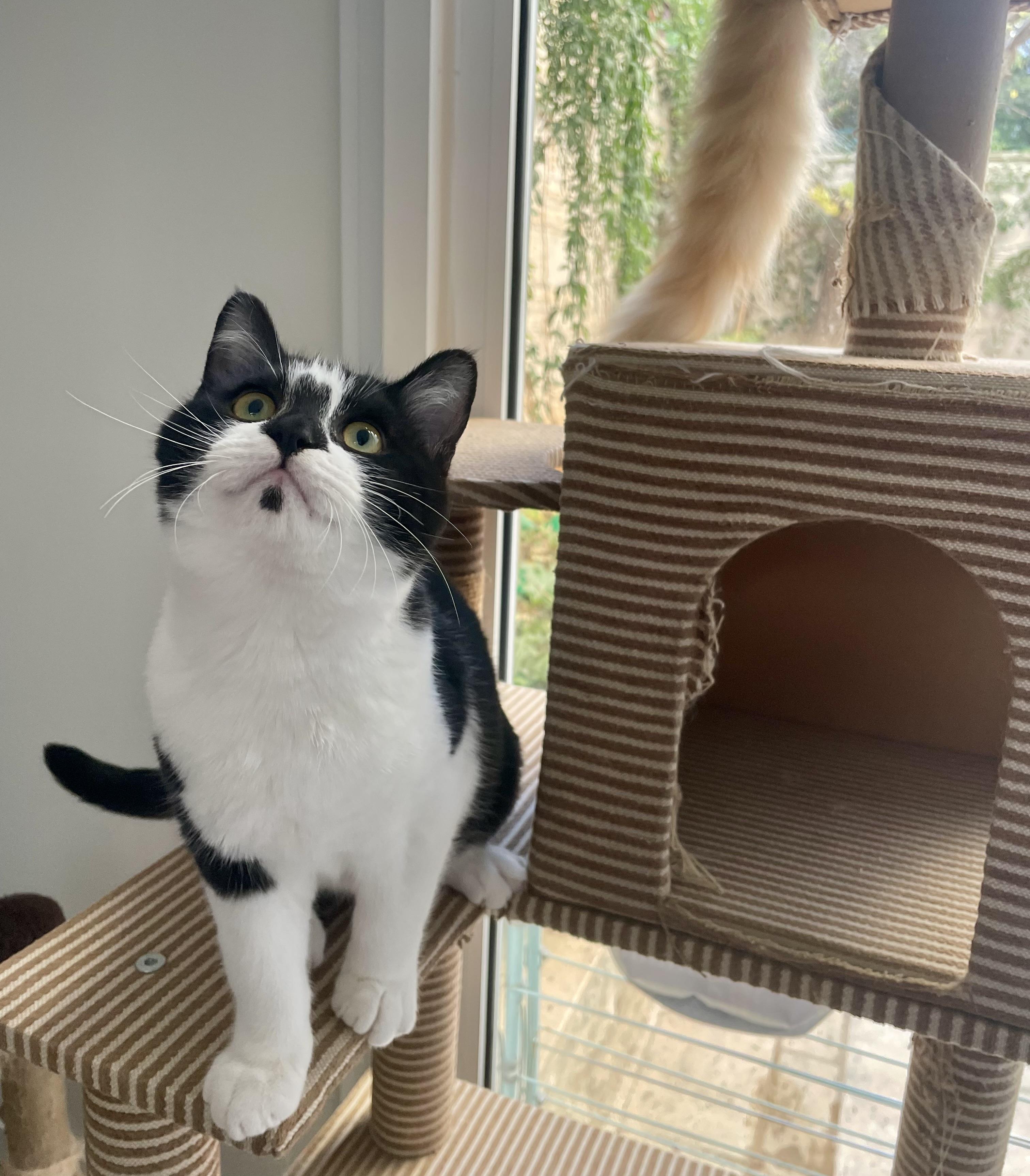 Enlarge Pousa, a Kitten That Will Make You Smile, a ADOPTABLE mixed breed in Somerset, NJ image 4/6