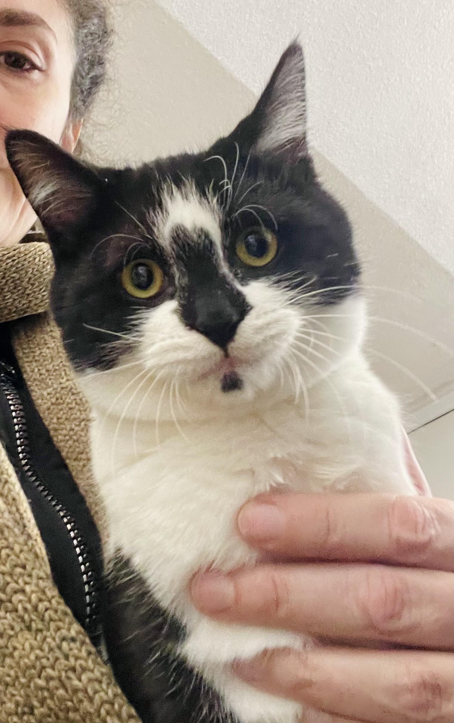 Enlarge Pousa, a Kitten That Will Make You Smile, a ADOPTABLE mixed breed in Somerset, NJ image 5/6