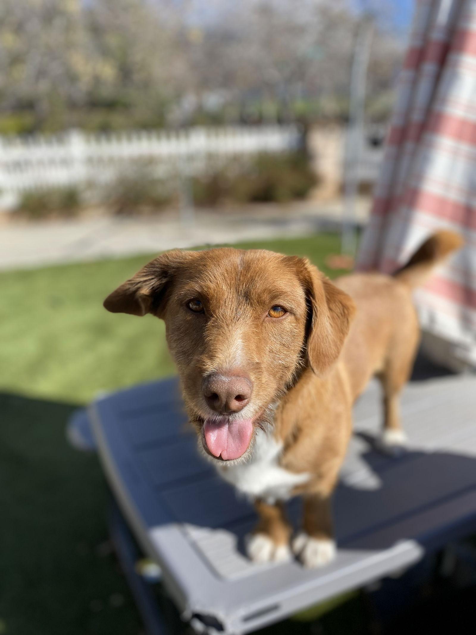 Ruby, a Adopted Dachshund in La Verne, CA image 1/3