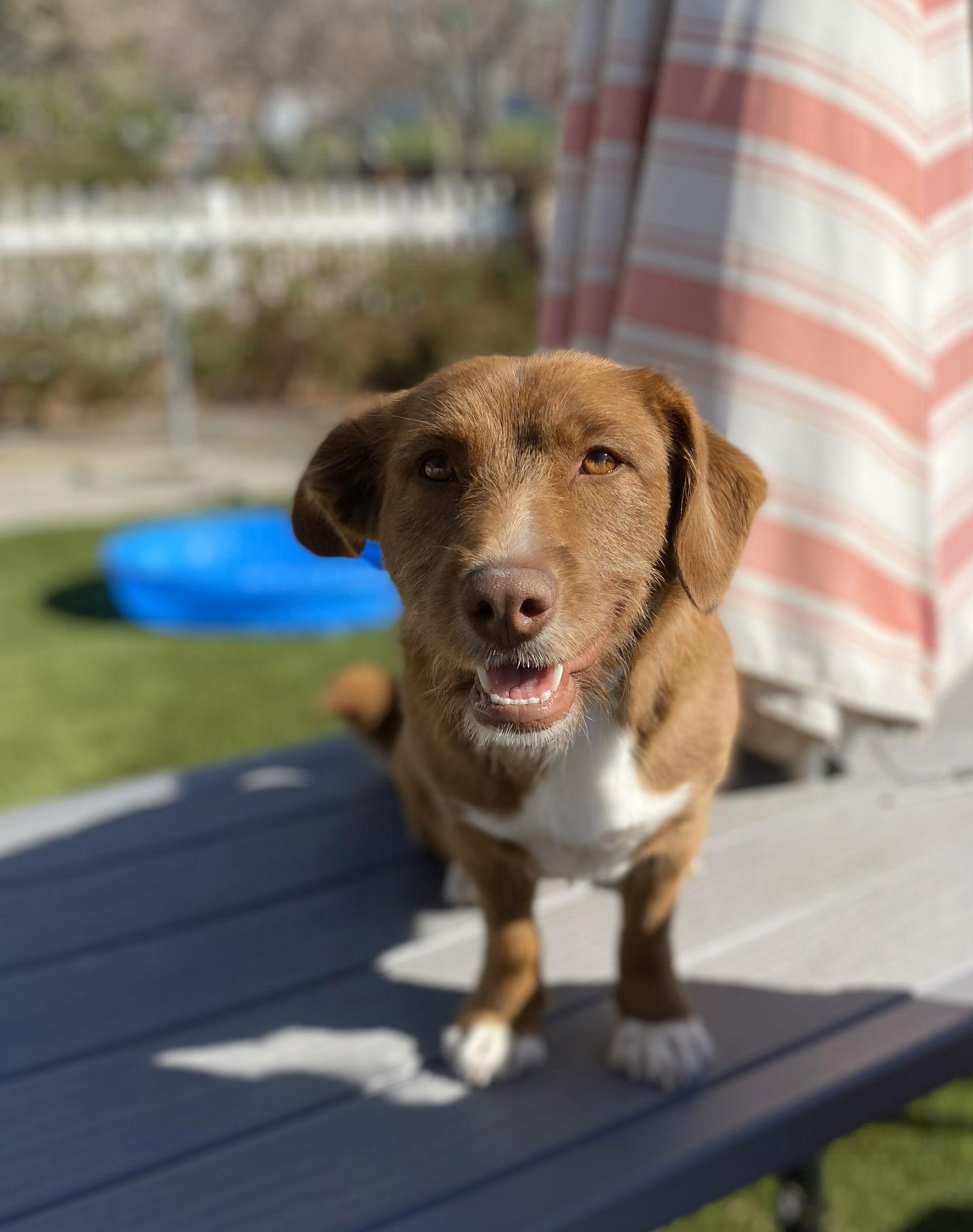 Ruby, a Adopted Dachshund in La Verne, CA image 2/3