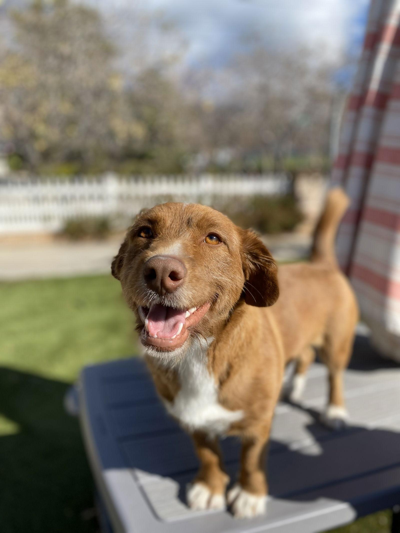 Ruby, a Adopted Dachshund in La Verne, CA image 3/3
