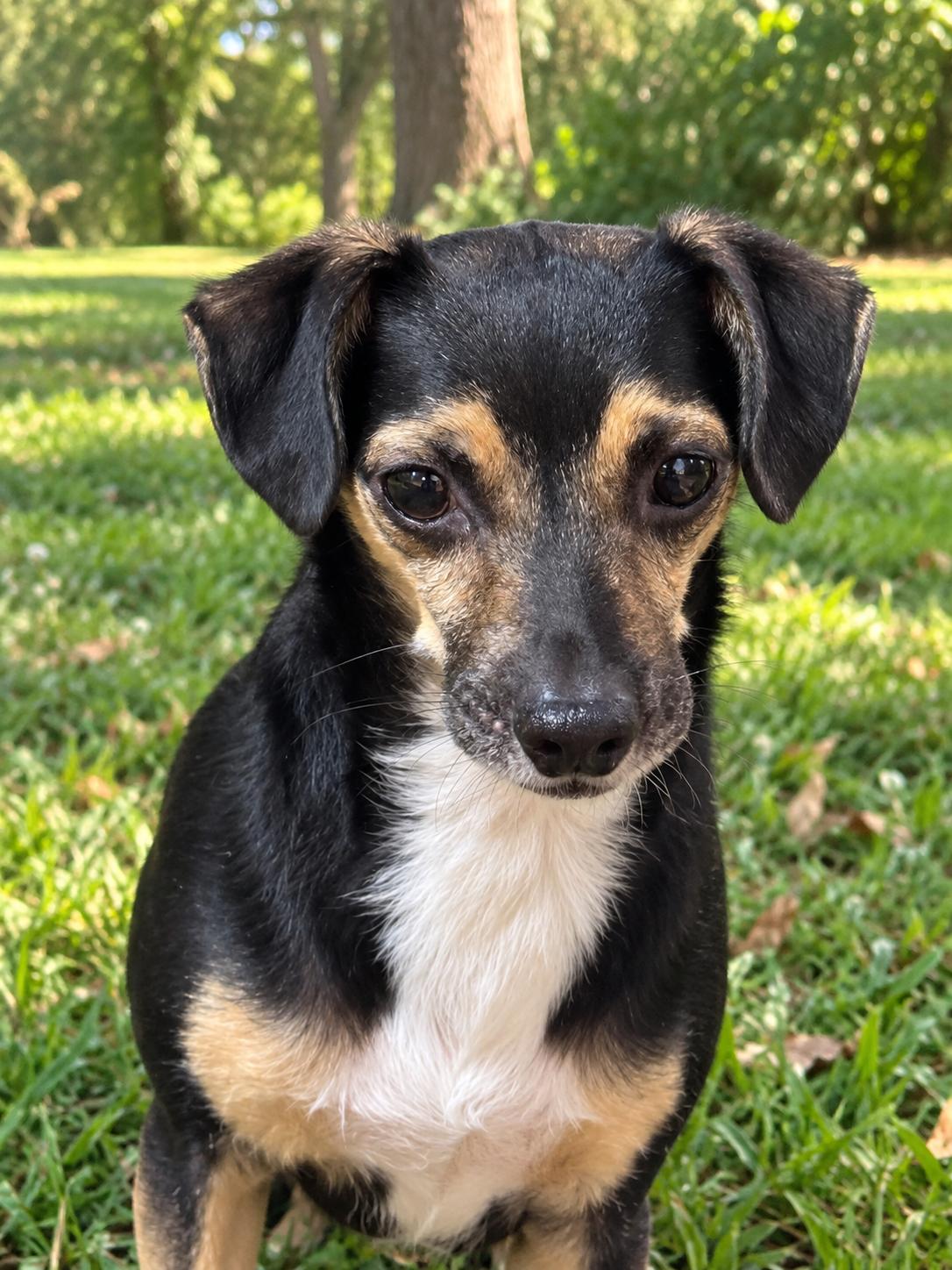 Enlarge Drake 9344, a Adoptable Chihuahua in Boca Raton, FL image 1/3