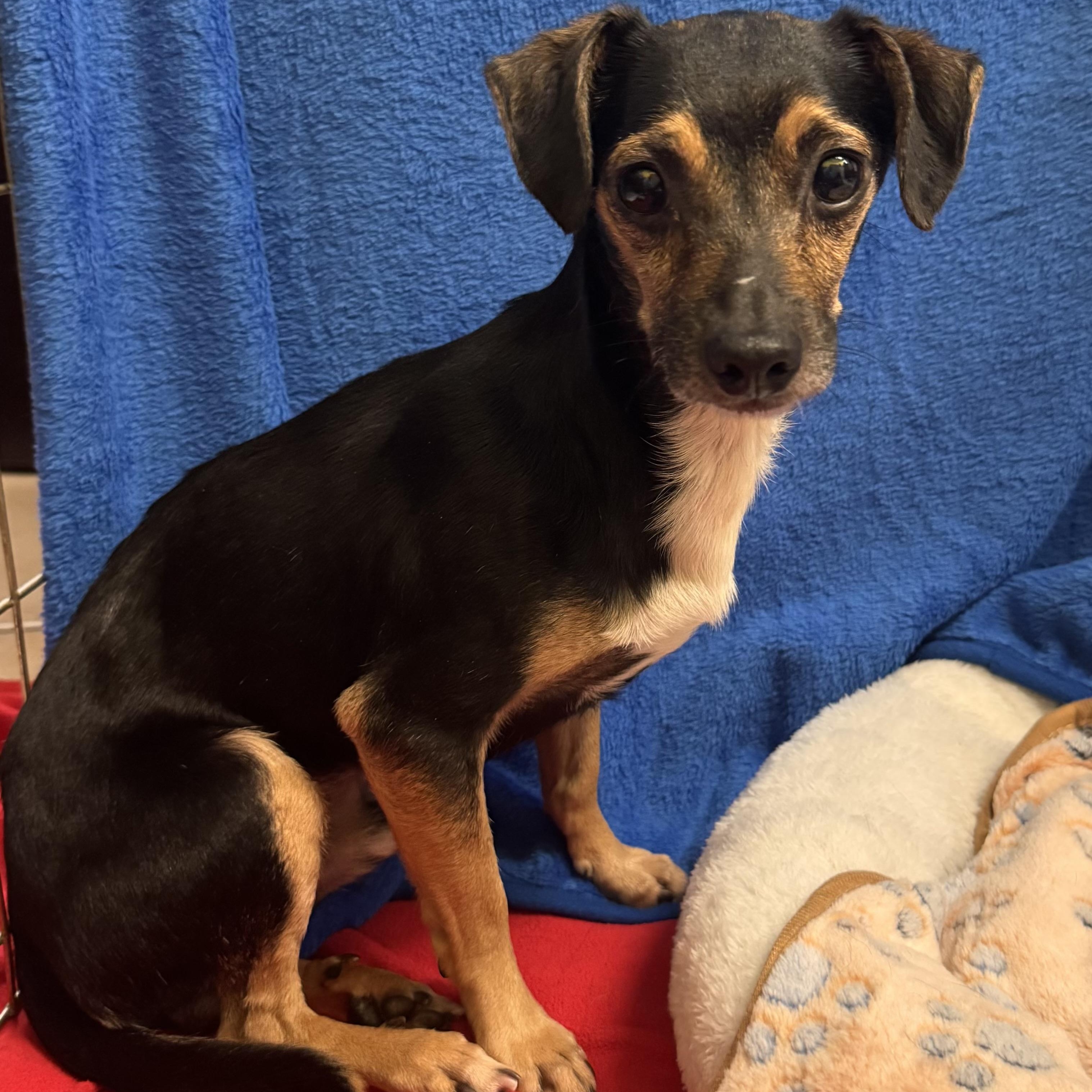 Enlarge Drake 9344, a Adoptable Chihuahua in Boca Raton, FL image 3/3