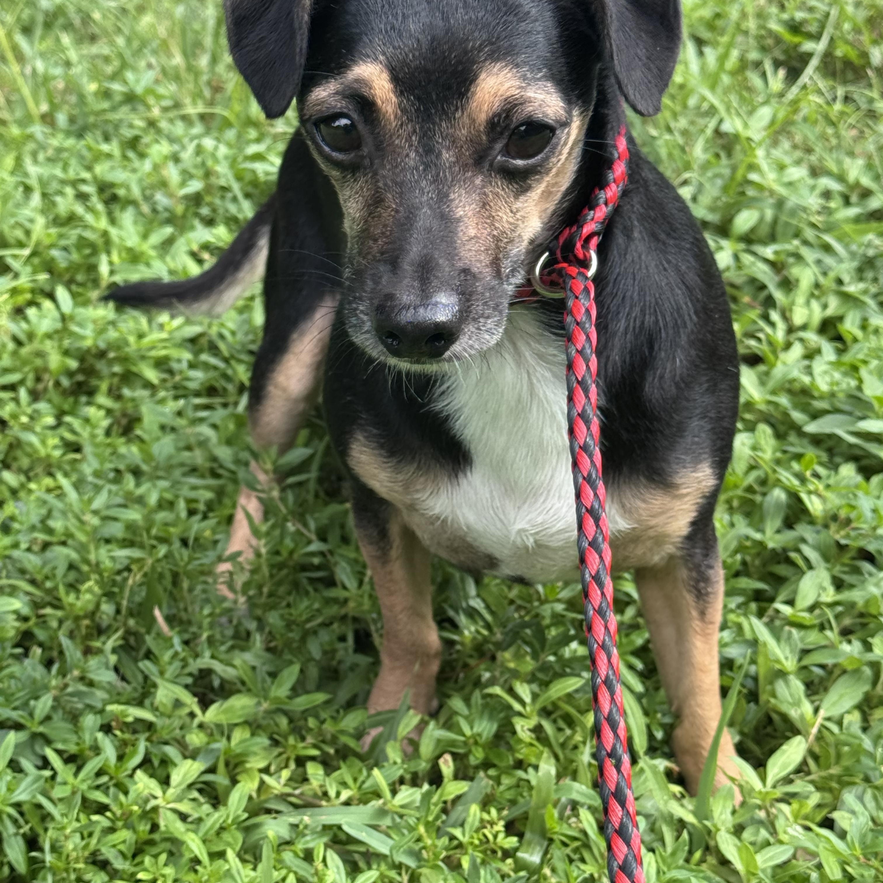 Enlarge Drake 9344, a Adoptable Chihuahua in Boca Raton, FL image 2/3