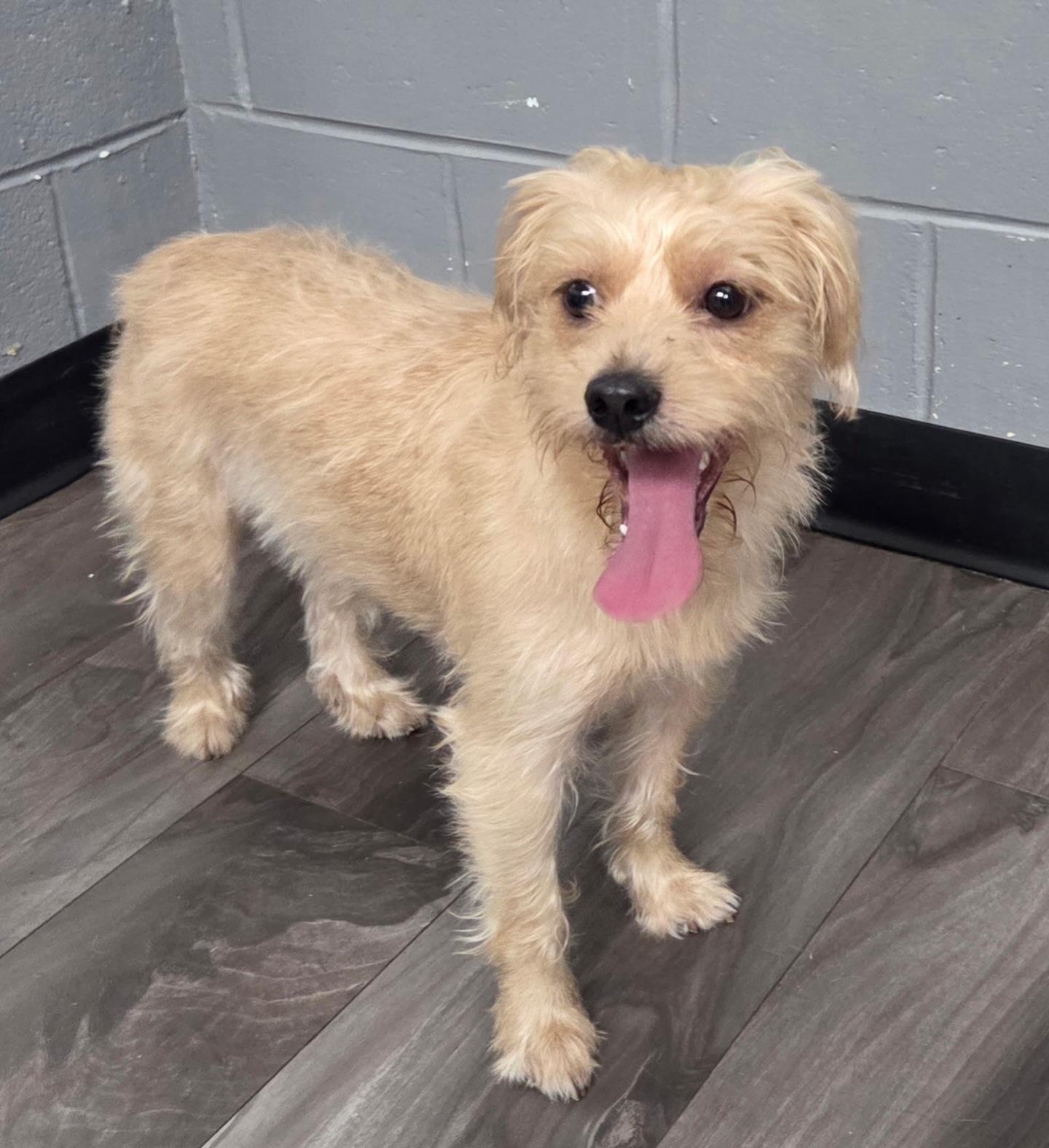 Bucky, adopted, Adult Female Yorkie Poo.