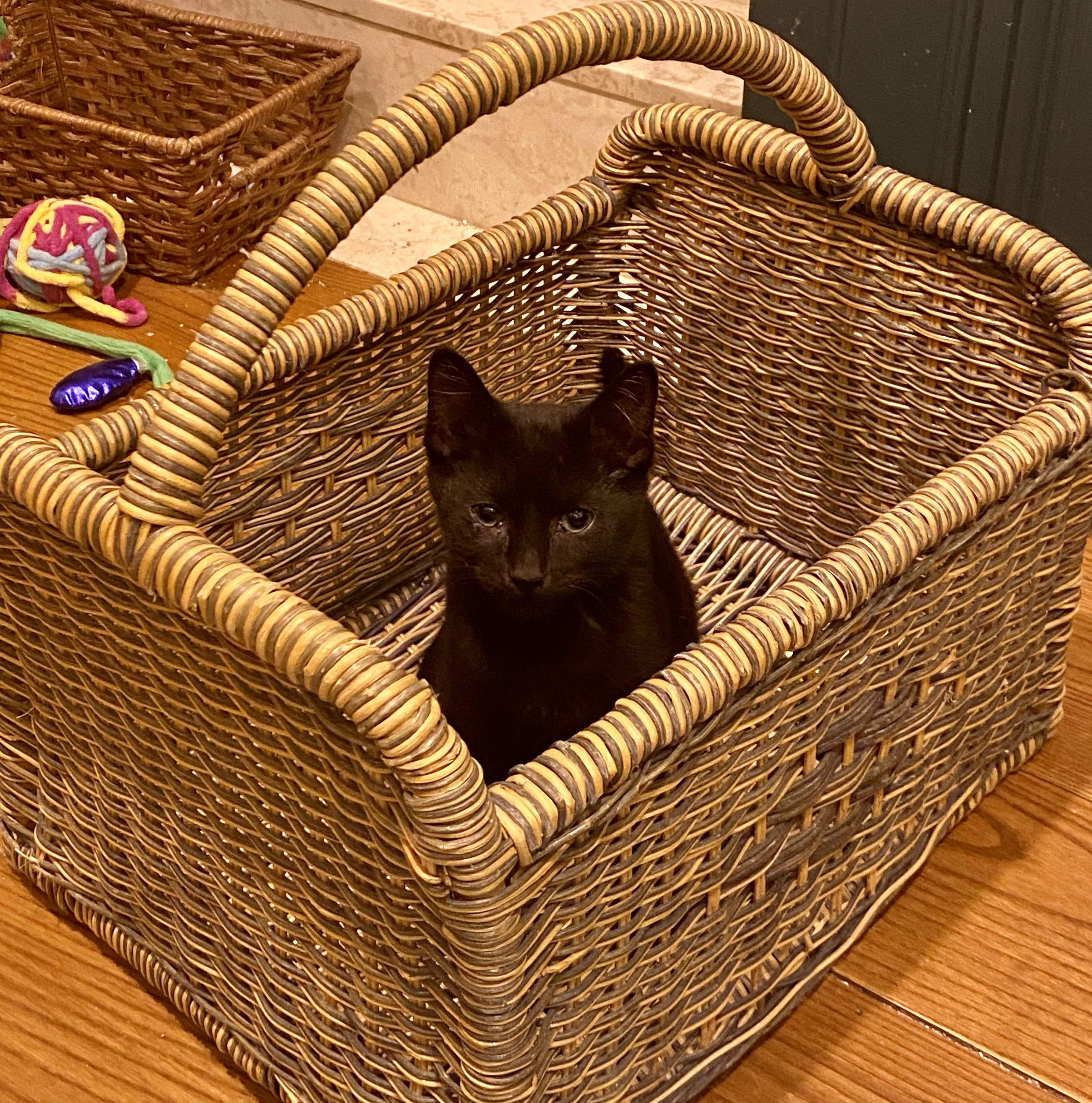 Laa-Laa, a ADOPTABLE Domestic Short Hair in Bethel, CT image 3/6