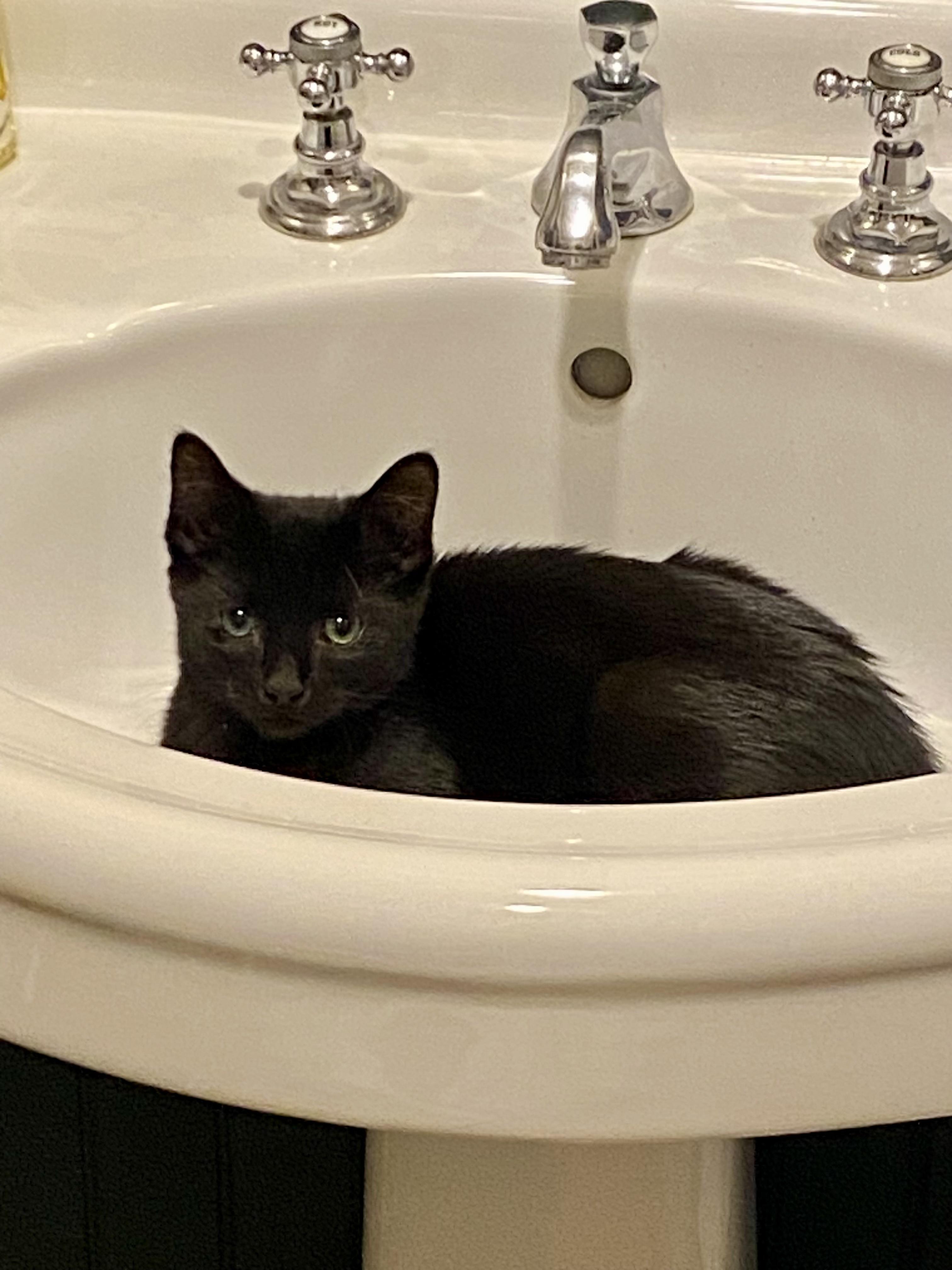 Laa-Laa, a ADOPTABLE Domestic Short Hair in Bethel, CT image 6/6