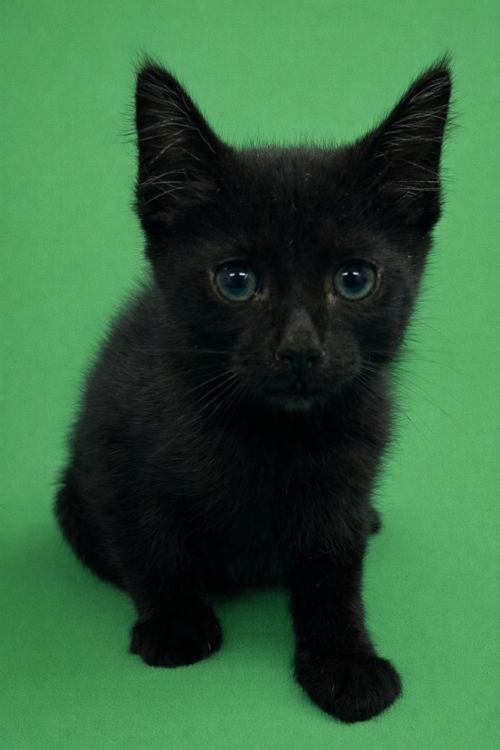 Laa-Laa, a ADOPTABLE Domestic Short Hair in Bethel, CT image 2/6