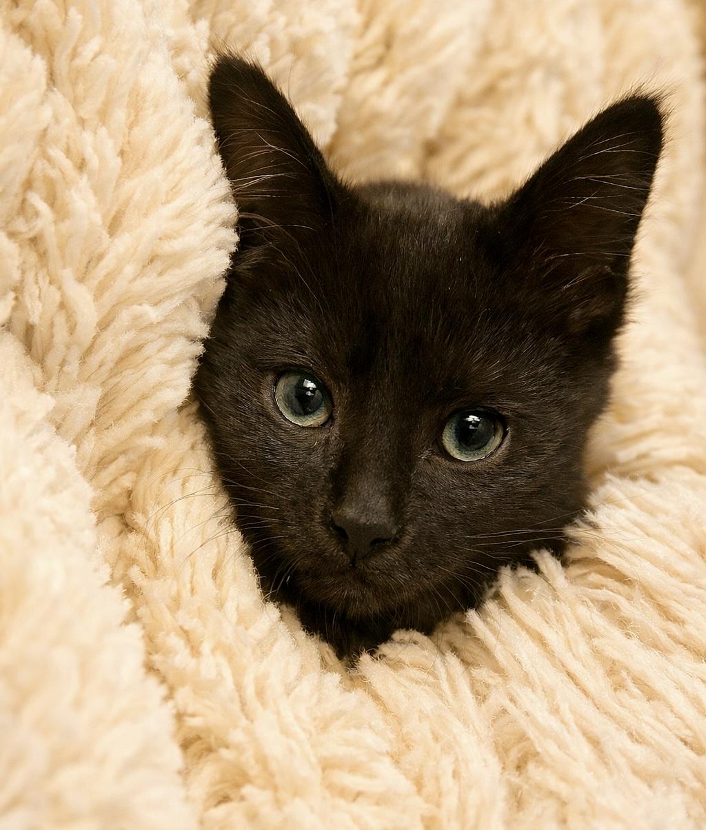 Laa-Laa, a ADOPTABLE Domestic Short Hair in Bethel, CT image 4/6