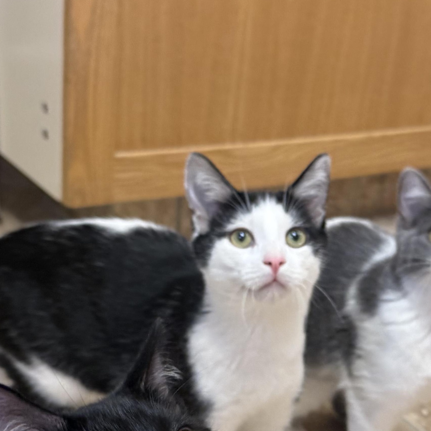 Enlarge Sega, an adoptable Domestic Short Hair in Hays, KS image 2/3