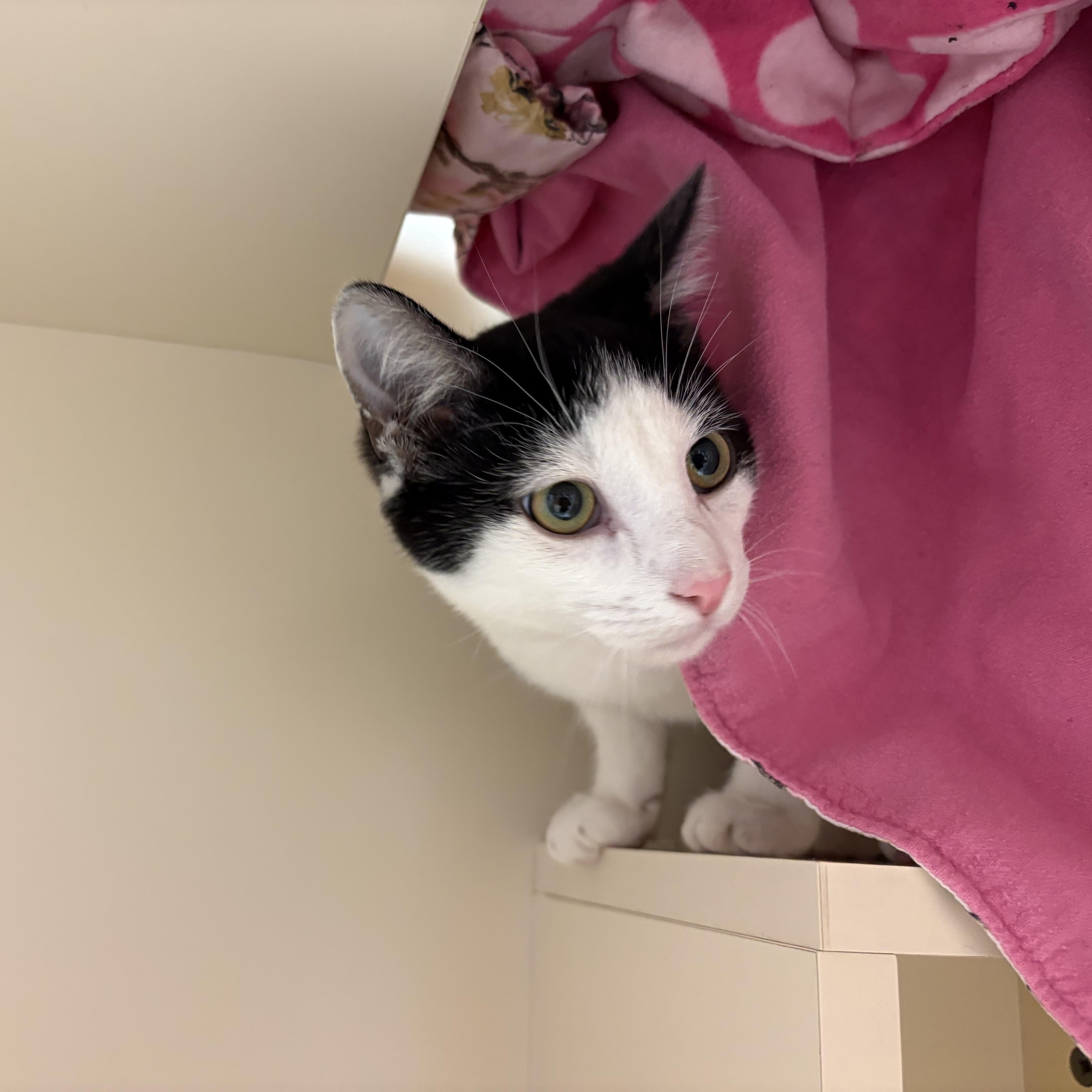 Enlarge Sega, an adoptable Domestic Short Hair in Hays, KS image 3/3