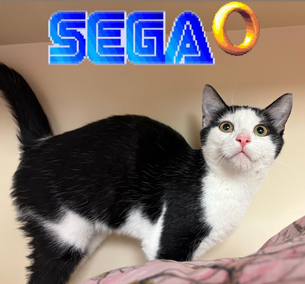 Enlarge Sega, an adoptable Domestic Short Hair in Hays, KS image 1/3