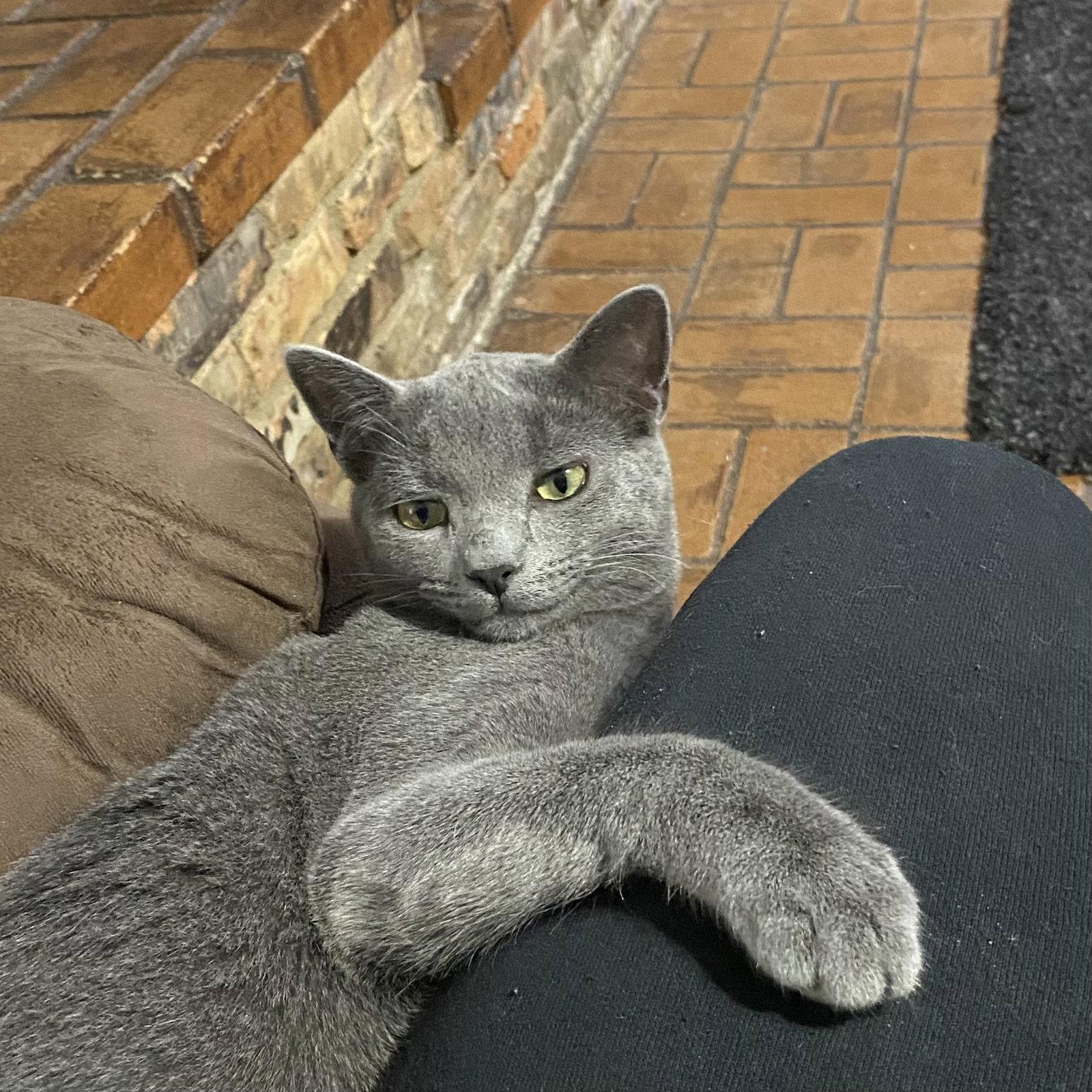 Enlarge Potato Head, a Adoptable Domestic Short Hair in McKinney, TX image 1/2